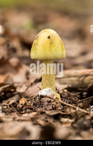 Giovani Amanita Phalloides fungo velenoso soggetto in una foresta Foto Stock