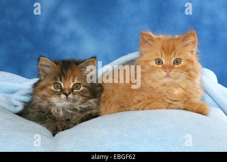 Il tedesco Longhair gattino Foto Stock