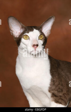 Peterbald ritratto Foto Stock