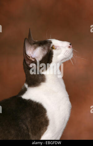 Peterbald ritratto Foto Stock