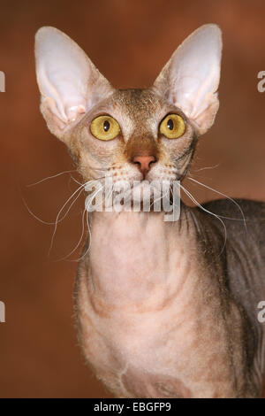 Peterbald ritratto Foto Stock