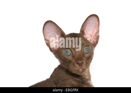 Peterbald gattino Foto Stock