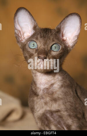 Peterbald gattino Foto Stock