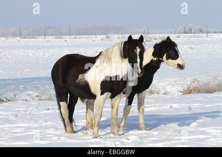 Pintos nella neve Foto Stock