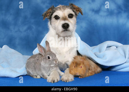 Cane, pigmeo di coniglio e maiale guninea Foto Stock