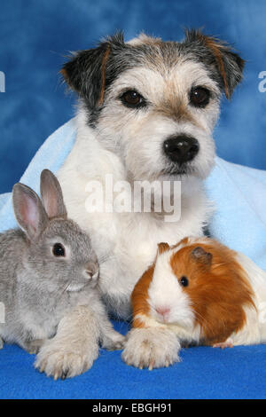 Cane, pigmeo di coniglio e maiale guninea Foto Stock