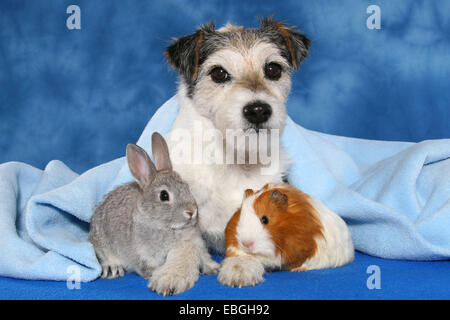 Cane, pigmeo di coniglio e maiale guninea Foto Stock