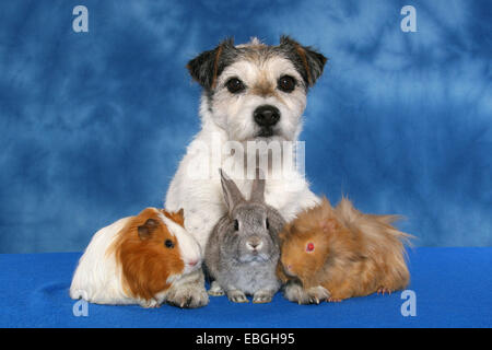 Cane, pigmeo di conigli e suini guninea Foto Stock