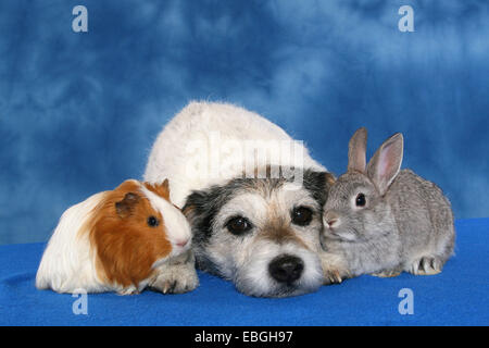 Cane, pigmeo di coniglio e maiale guninea Foto Stock