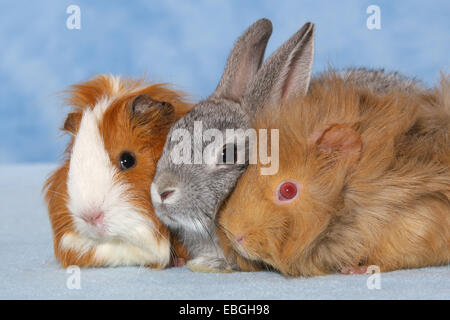 Pigmeo di conigli e suini guninea Foto Stock