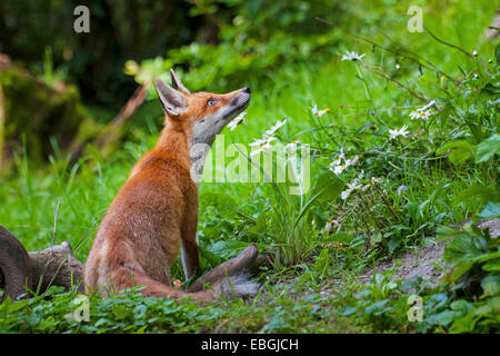 Red Fox (Vulpes vulpes vulpes), giovani Red Fox cerca in un prato in foresta, Svizzera, Sankt Gallen Foto Stock