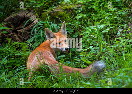 Red Fox (Vulpes vulpes vulpes), giovane volpe rossa sul feed in un prato in foresta, Svizzera, Sankt Gallen Foto Stock