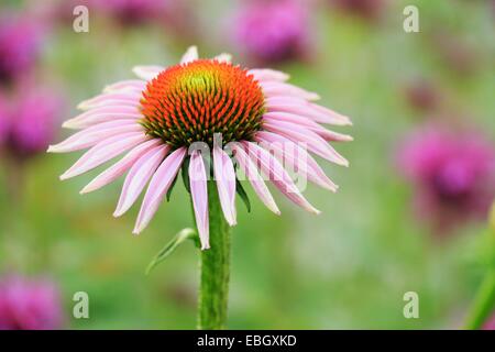 Purple coneflower con bee balm in background. Foto Stock