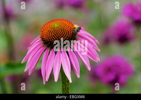 Purple coneflower con foglie Cutter Bee. Bee balm in background. Foto Stock