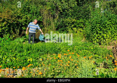 Un uomo per irrigare il giardino vegetale (Suzanne'giardino). Foto Stock