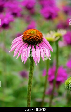 Purple coneflower e bee balsamo. Foto Stock