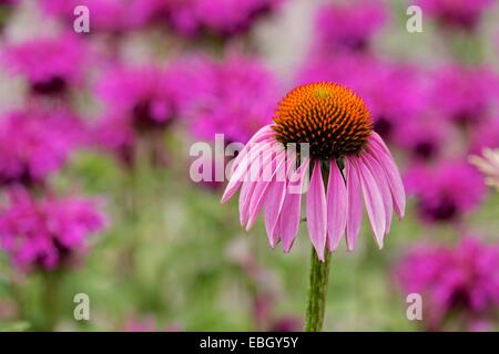 Purple coneflower e bee balsamo. Foto Stock