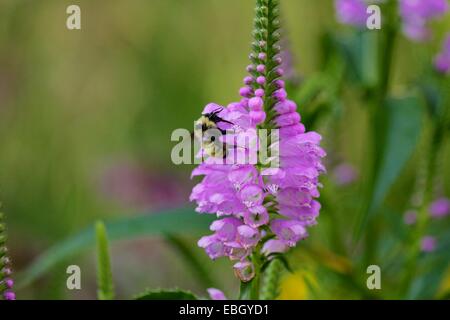 Bumble ape su fiore di pianta obbediente. Foto Stock