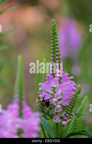 Bumble ape su fiore di pianta obbediente. Foto Stock