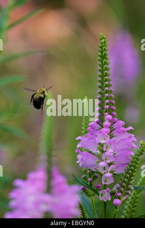 Fiore di pianta obbediente con ape bumble in volo. Foto Stock