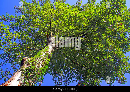 Acero di monte, grande Acero (Acer pseudoplatanus), worm-eye, Germania Foto Stock