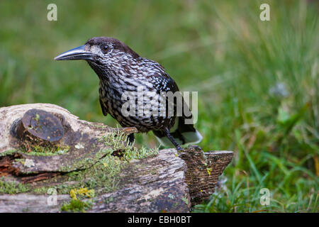 Avvistato schiaccianoci (Nucifraga caryocatactes), sui mangimi, Svizzera, Grigioni Foto Stock