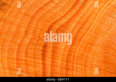 Gli anelli annuali di un albero Foto Stock