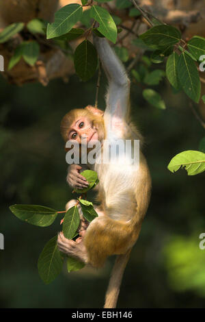Scimmia rhesus, macacque Rhesus (macaca mulatta), ritratto, PUP, arrampicata, India, Keoladeo Ghana Nationalpark Foto Stock