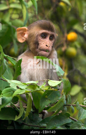 Scimmia rhesus, macacque Rhesus (macaca mulatta), ritratto, PUP, seduta, India, Keoladeo Ghana Nationalpark Foto Stock