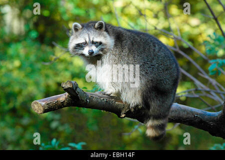 Procione comune (Procione lotor), seduto sul ramo, STATI UNITI D'AMERICA Foto Stock