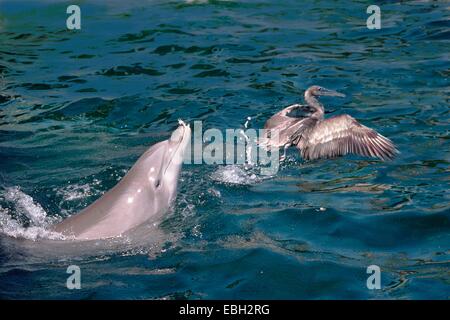 Bottlenosed dolphin, comune bottiglia di delfini dal naso (Tursiops truncatus), la puntura di un pellicano. Foto Stock