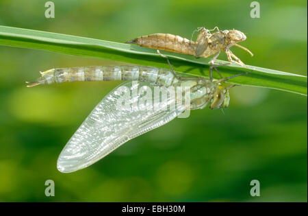 blue-green darner, southern aeshna, southern hawker (Aeshna cyanea), metamorphosis, Germany, North Rhine-Westphalia Foto Stock