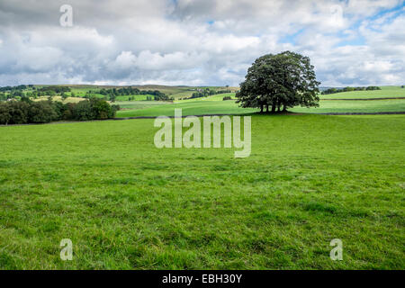 Campagna inglese nel periodo estivo, l'Inghilterra del verde e piacevole terra Foto Stock