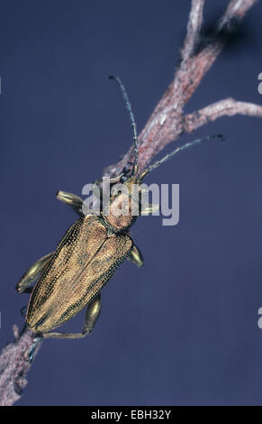 Coleottero reed (Donacia bicolore). Foto Stock