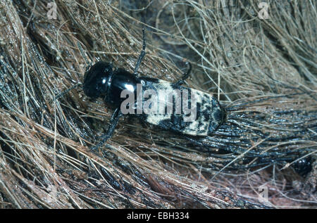 Hairy rove beetle (Creophilus maxillosus). Foto Stock