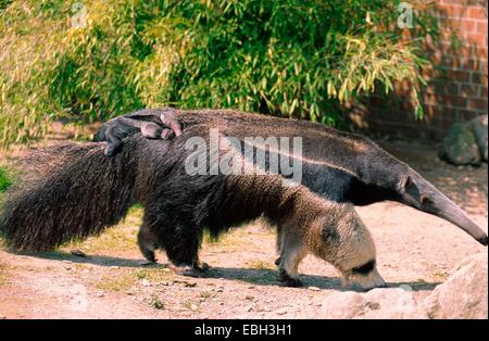 Giant anteater (Myrmecophaga tridactyla), madre con i giovani sul retro, BLWS010724.jpg. Foto Stock
