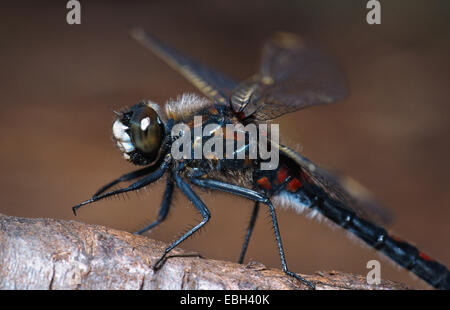 Di fronte bianco-darter (Leucorrhinia rubicunda), maschio sulla betulla, Germania, Amburgo Foto Stock