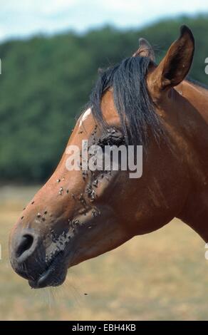 Cavalli domestici, riproduttori di razza arabi (Equus przewalskii f. caballus), la testa piena di mosche. Foto Stock