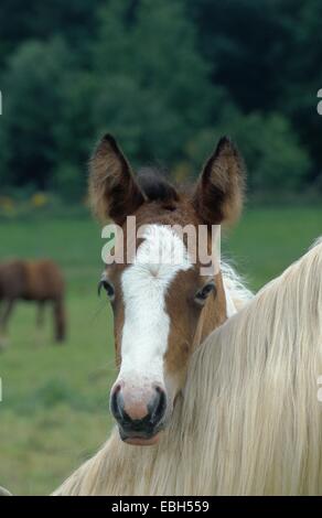 Cavalli domestici, Lewitzer (Equus przewalskii f. caballus), puledro, ritratto, frontale. Foto Stock