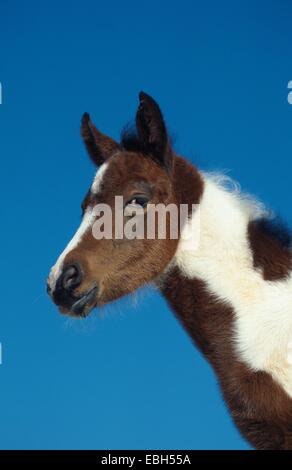 Cavalli domestici, Lewitzer (Equus przewalskii f. caballus), puledro, ritratto, frontale. Foto Stock