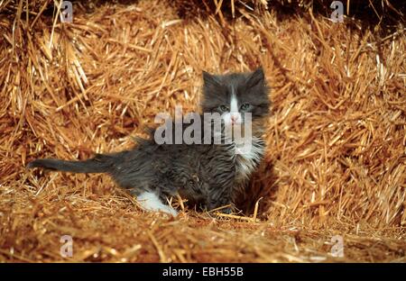 Il gatto domestico (Felis silvestris f. catus), gattino in paglia. Foto Stock