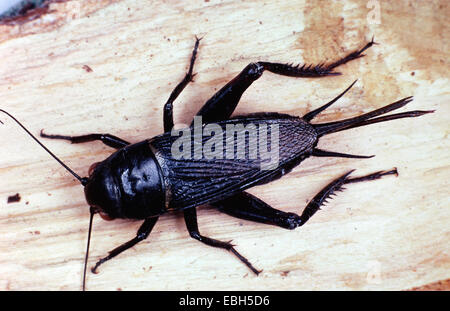 Due macchie cricket, campo mediterraneo cricket (Gryllus bimaculatus). Foto Stock