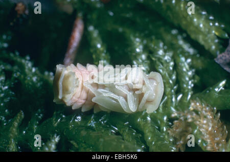 Piccolo coleottero fulmini (Lamprohiza splendidula), larva. Foto Stock