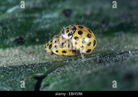 Twentytwo-spot ladybird beetle (Thea vigintiduopunctata). Foto Stock