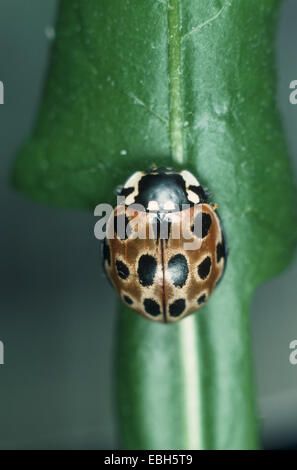 Eyed coccinella, pino ladybird beetle (Anatis ocellata). Foto Stock