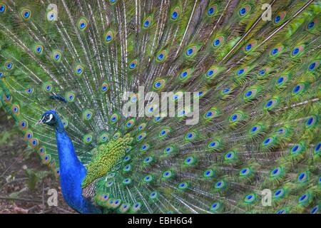 Peafowl comune, peafowl indiano, peafowl blu (Pavo cristatus), maschio visualizza, in Germania, in Renania settentrionale-Vestfalia Foto Stock