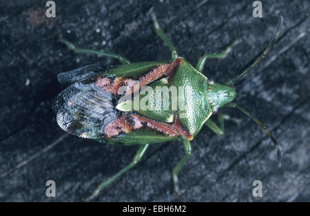 Protezione di ginepro bug (Cyphostethus tristriatus). Foto Stock