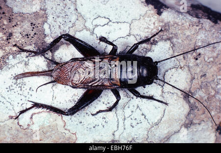 Due macchie cricket, campo mediterraneo cricket (Gryllus bimaculatus), seduto su di una pietra, vista dall'alto. Foto Stock