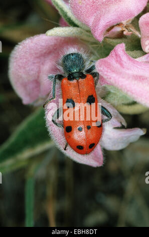 Bee beetle, bee Wolf (Trichodes octopunctatus). Foto Stock