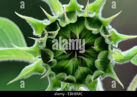 Girasole bud circa per aprire. Dorset, Regno Unito Settembre 2014 Foto Stock